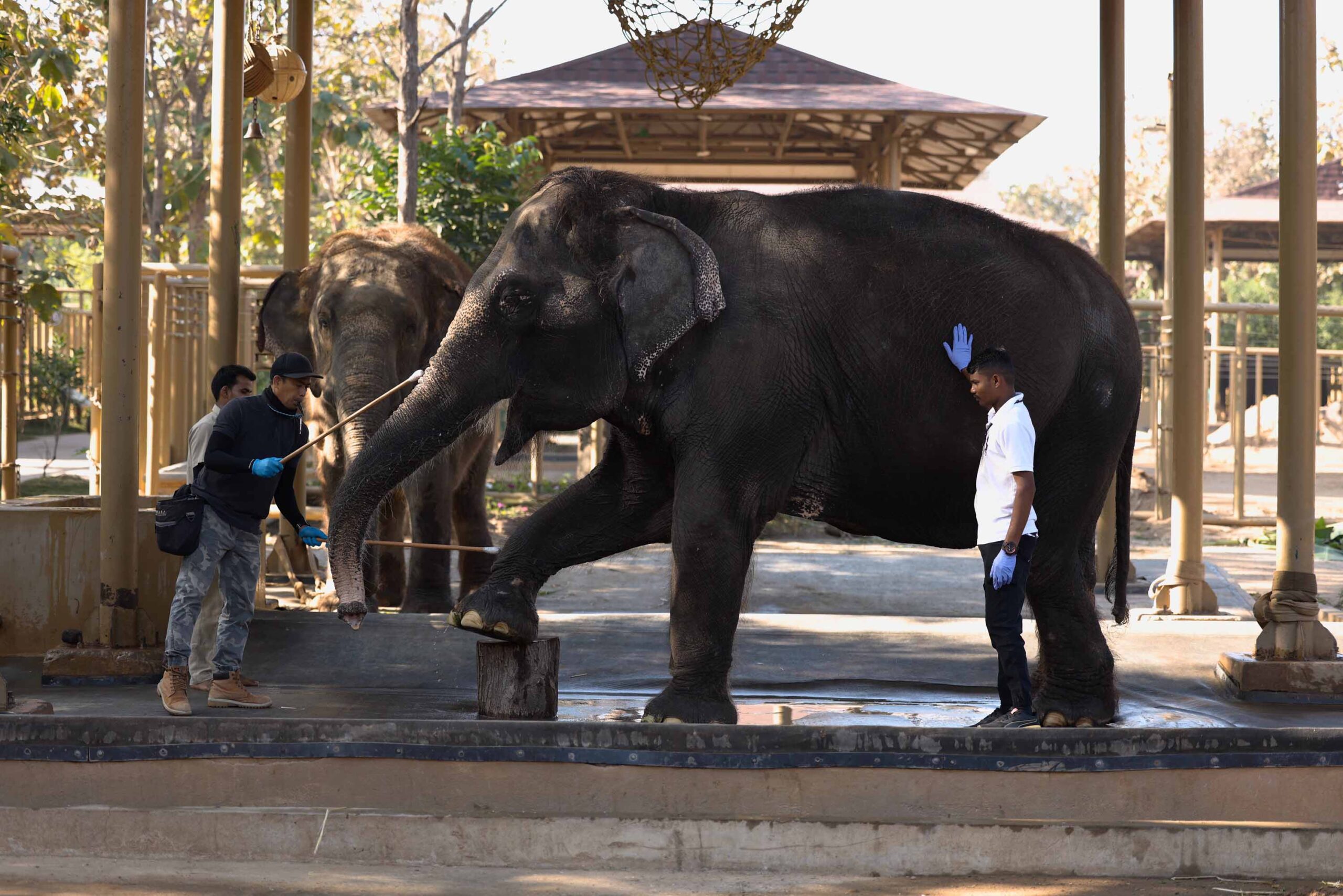 An elephant is washed and attended to at Vantara’s Elephant Centre in Jamnagar, Gujarat